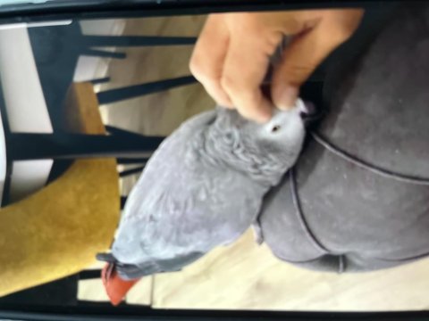 Aşırı evcil jako papağanı