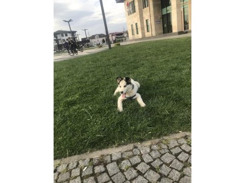 Orjinal husky safkan