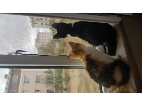 Kedi sahiplendirme (2 veya 1 kedi)