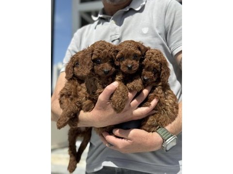 Petmode köpek çiftliğinde ziyarete açık toy poodle