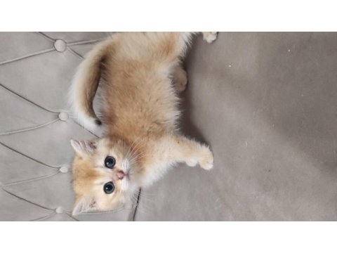 British shorthair golden yavru