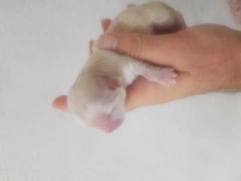 Terrier yavrular dişi erkek mevcut