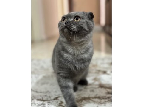 7 aylık scottish fold kedimiz sahiplendirilecek