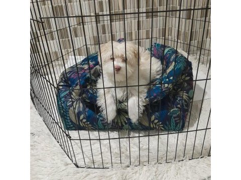 Maltese terrier erkek