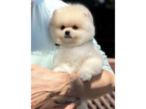 Biblo pomeranian boo teddy face