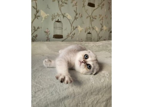 Scottish fold silver point