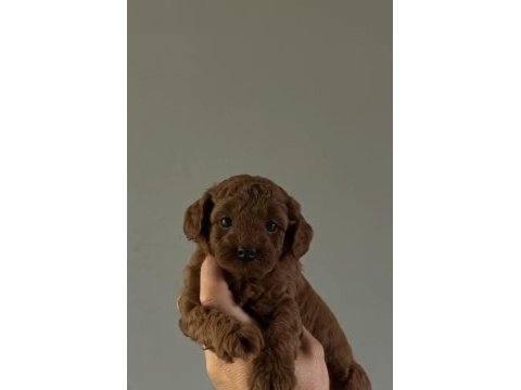 Mini toy poodle yavru red browen