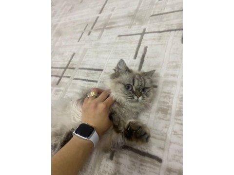 Doğduğundan beri bizde evimizin british longhair maskotu