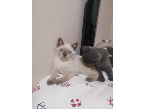 British shorthair iki buçuk aylık yavrular
