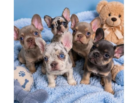 Egzotik french bulldog yavrularımız