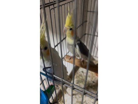 Sağlam yavrularını aldığım sultan papağanı çiftler