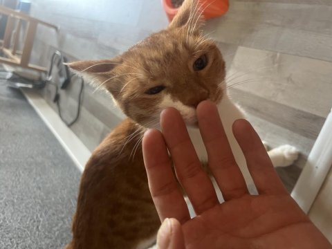 Erkek kısır bir yaşında sarman