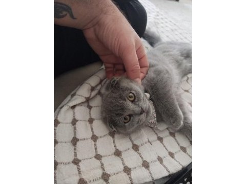 Acil yuva scottish fold kedimize