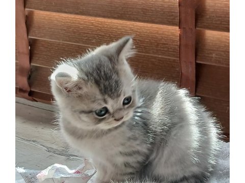 British 2 aylık erkek