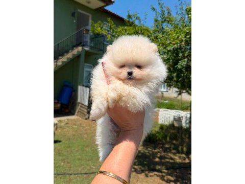 Yavru pomeranian boolarımız