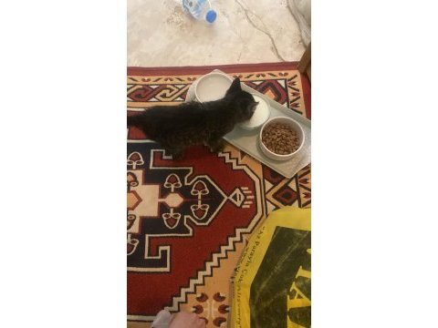 Yavru kedimiz yaklaşık 1 aylık