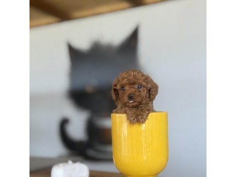 Red brown poodle yavrularımız