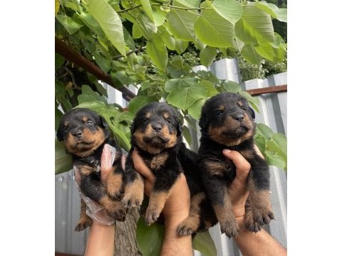 Safkan koca kafa rottweiler yavrularımız