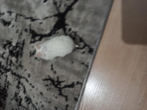 Beyaz gonzales hamster