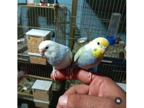 El beslemesi rainbow japones yavru muhabbet kuşları