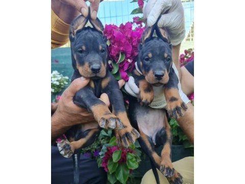 S400 füzesi doberman panterler