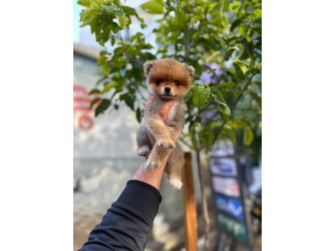 4 aylık dişi pomeranian boo 0 numara