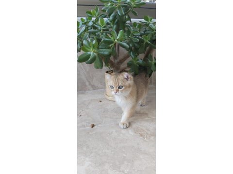 Golden 3 aylık erkek yavru kedim