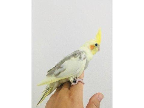 Yeme düşmüş kuşlarım