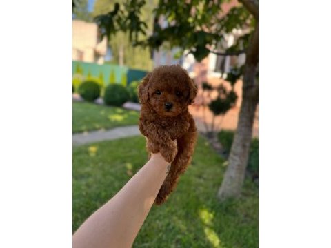 Red toy poodle yavruları 