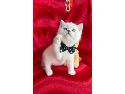 55 günlük erkek british shorthair yavrular