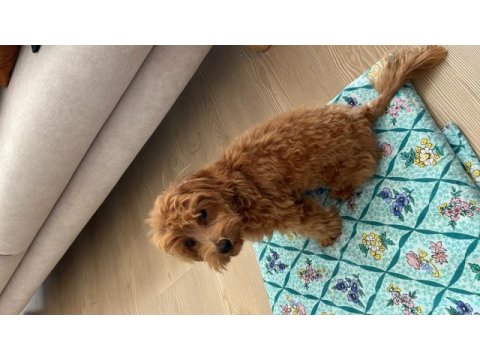 Poodle ve terrier kırması