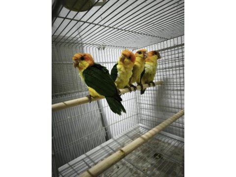 Oyuncu renk güzeli caique bebekler