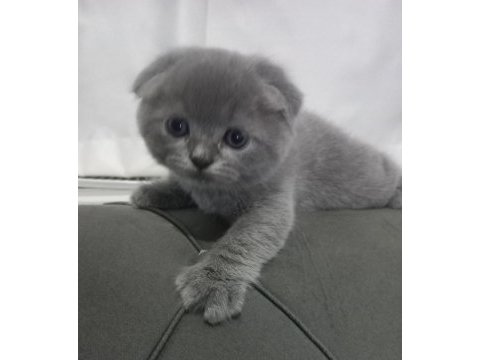 Scottish fold yavrumuz yuva arıyor