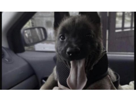 Belçika kurdu köpeği