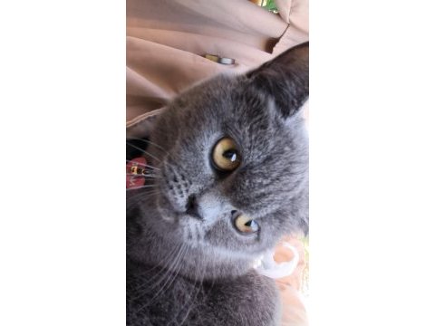 British shorthair 10 aylık
