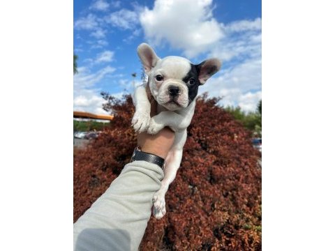 Fransız bulldog bebekler