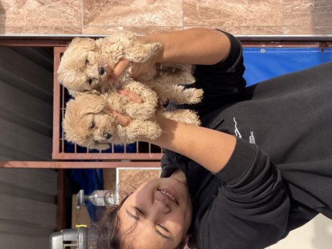 Maltipoo yavrularımız