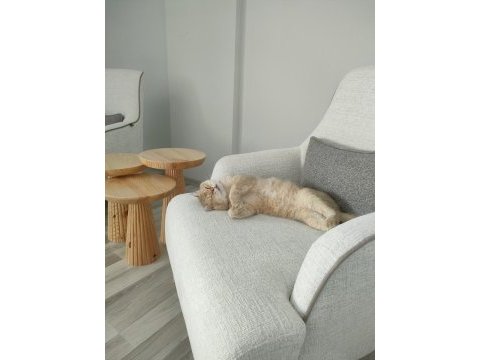 British shorthair 2 yaşında erkek