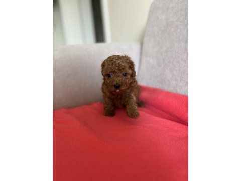 Oyuncak boy orjinal kore kan toy poodle dışı yavrularımız