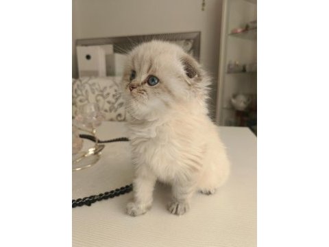 Safkan british longhair erkek
