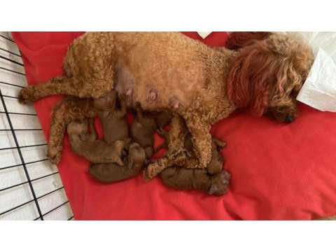 Toy poodle bebeklerimiz ev ortamında büyüyor