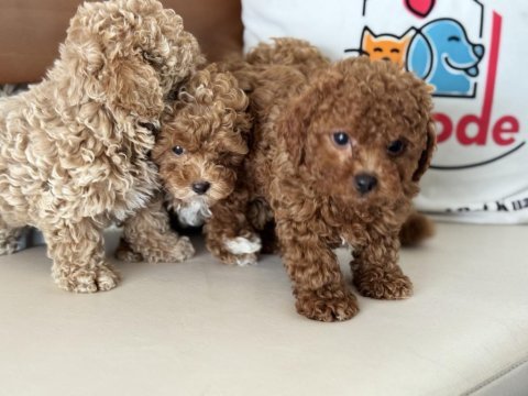 Petmode köpek çifrliğinde ziyarete açık maltipoo