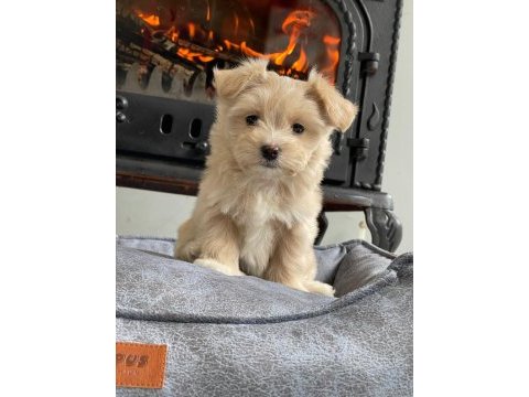 Eğitilebilir toy poodle yavruları ile evinize neşe katın