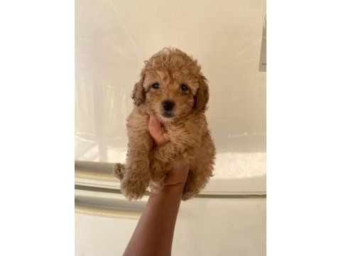 Irk ve sağlık garantili maltipoo beybi