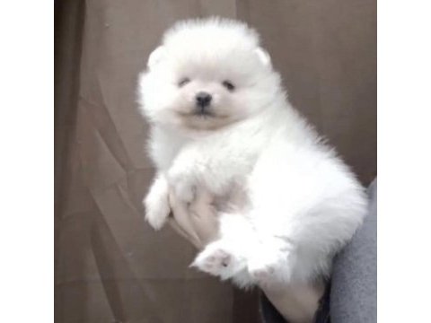 Pomeranian boo ciddi düşünenlere