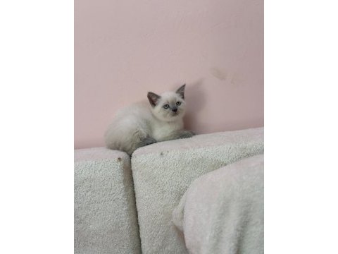 A+ kalite british shorthair bebeğimiz