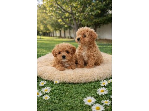 Müthiş rakamlara gerçek maltipoo yavrular
