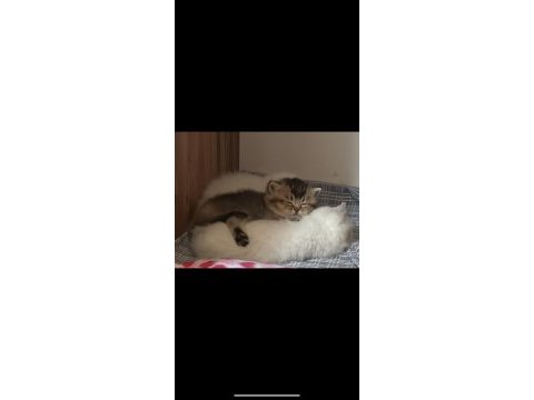 Minik scottish fold kaplanlar