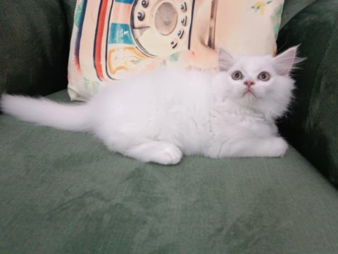 British longhair