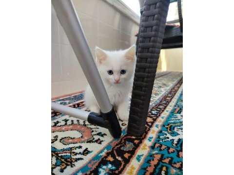 British shorthair kahramanmaraş ve çevresi